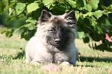 SPITZ LOUP 044